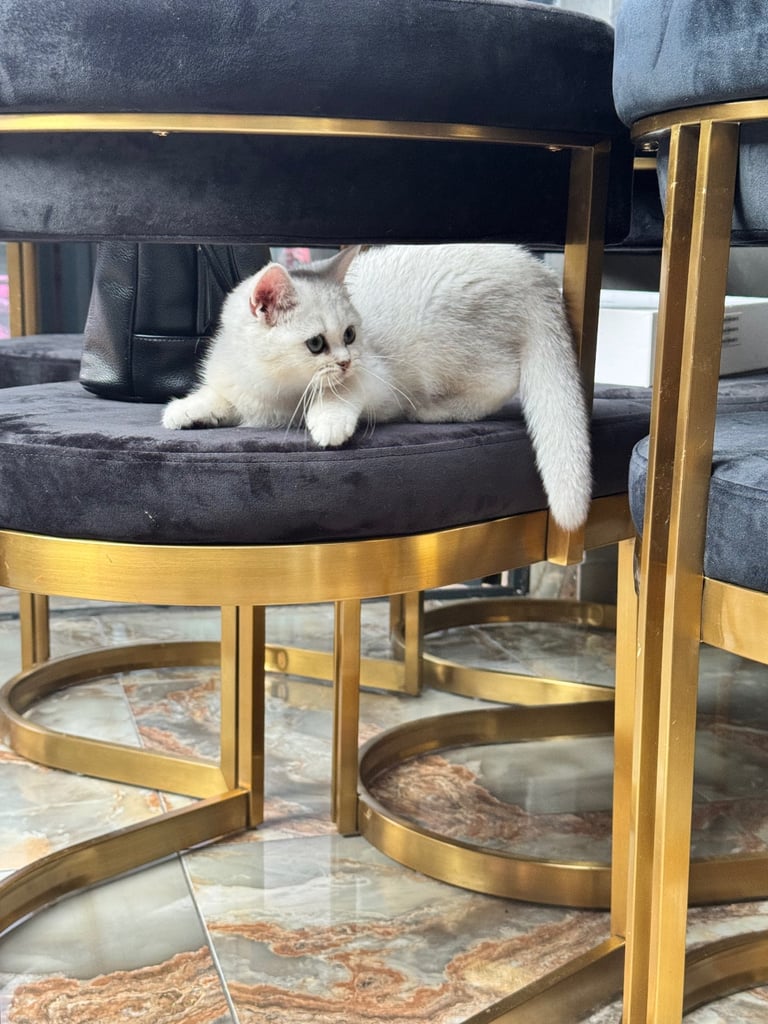 British shorthair kittens 