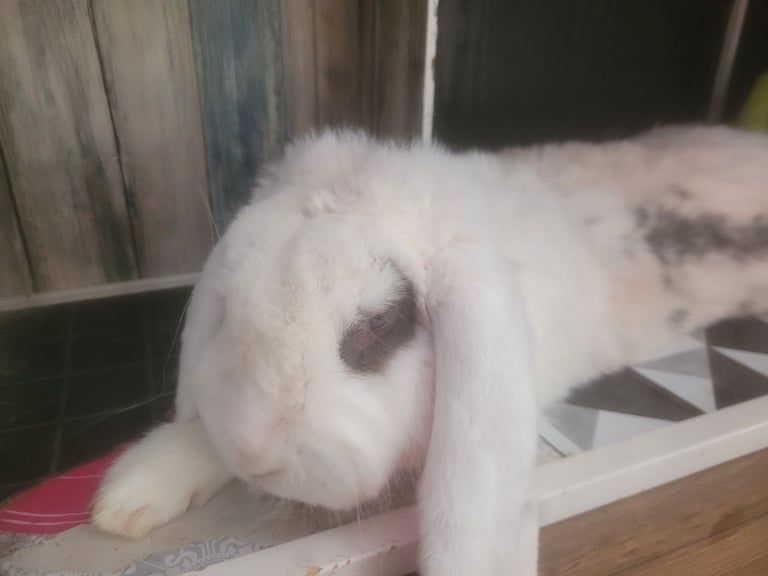 Rabbit less than 3 years old