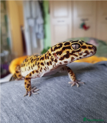 image for LEOPARD GECKO WITH FULL SETUP! (CAGE, THERMOSTAT ETC.) Ideal pet!