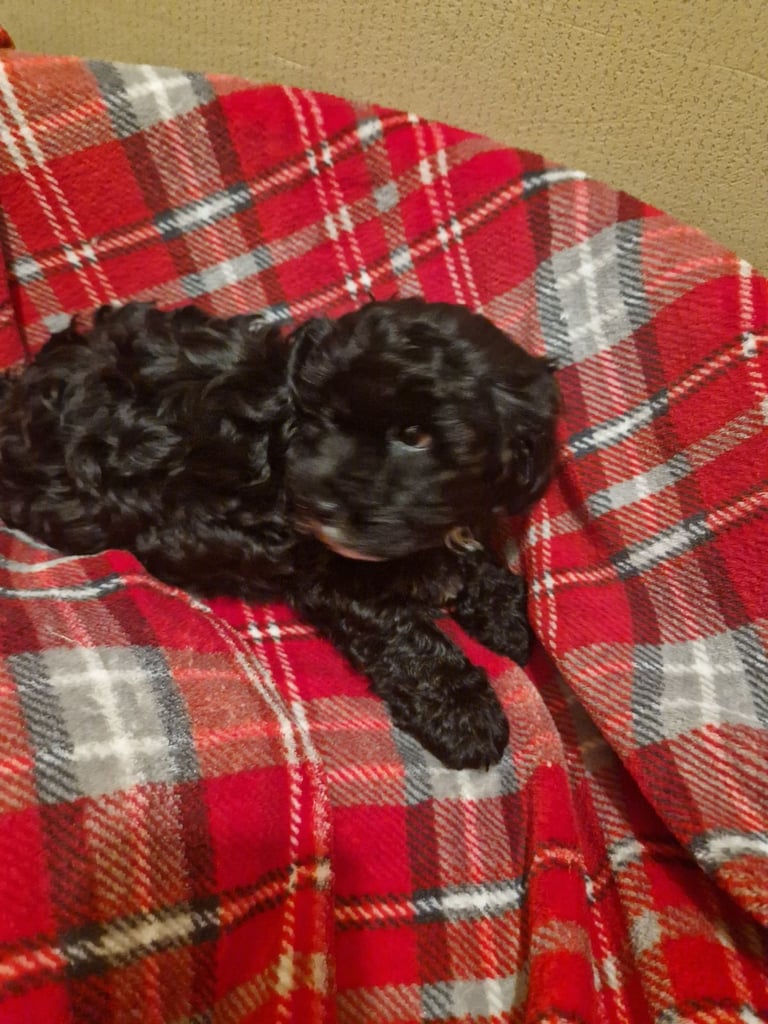 6 ADORABLE Teddy Shihpoos 