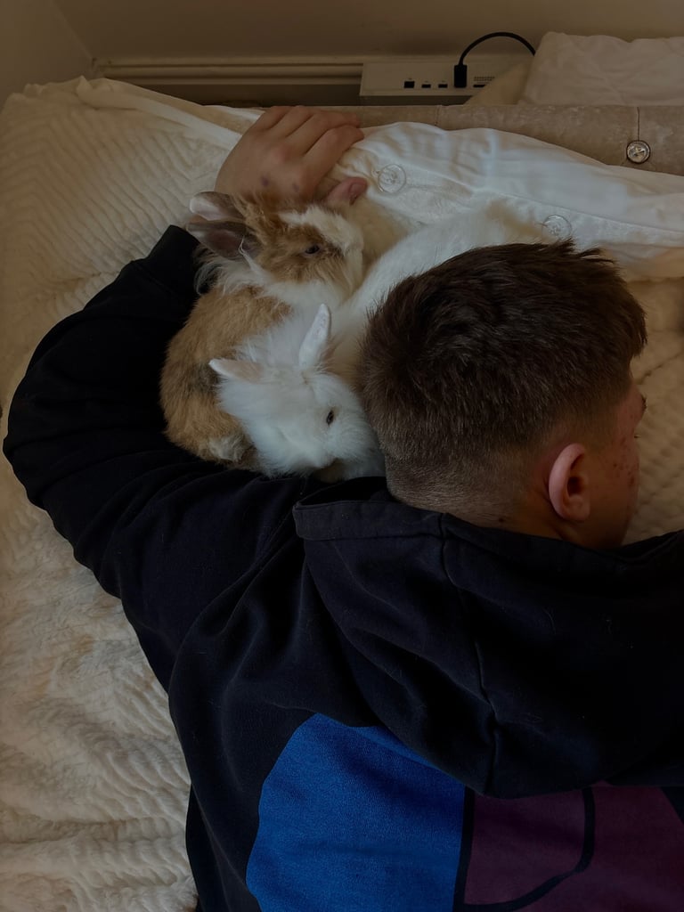 image for two friendly rabbits , pen,cage,accessories 