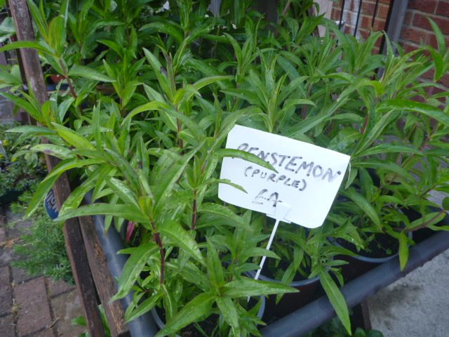 Garden Plants  Pachysandra, Campanula, Heuchera Palm Penstemon Grass Hellebore Hibiscus Fig  etc