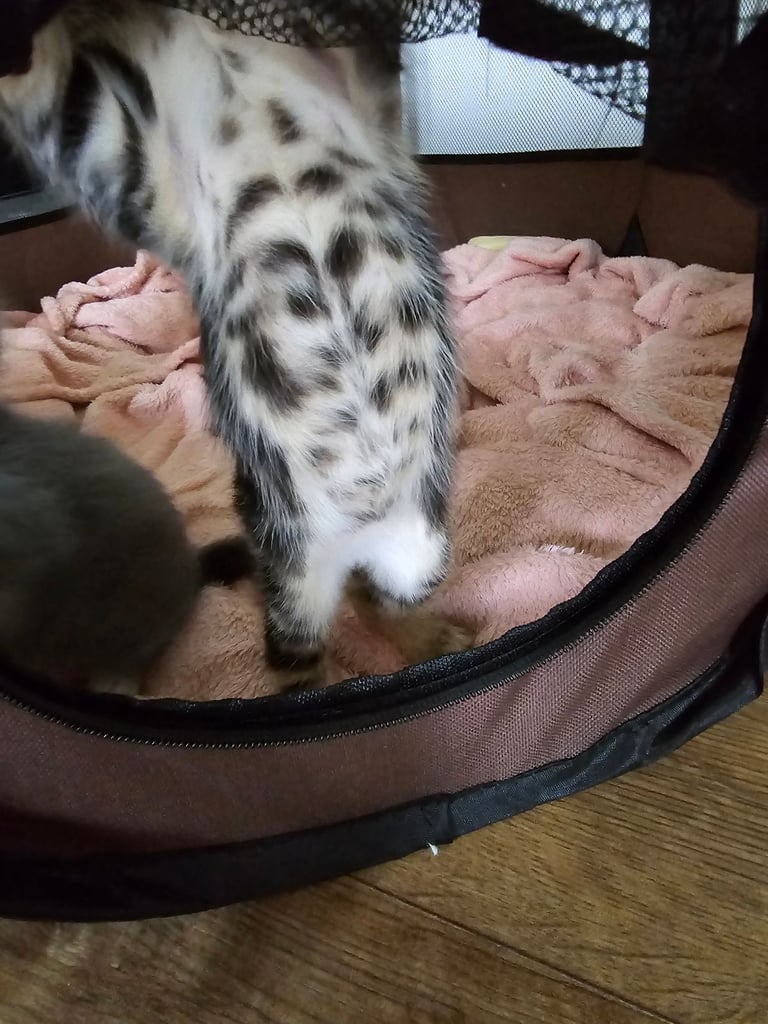 Girl Kittens For Sale