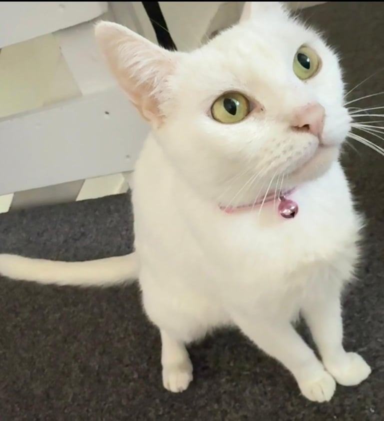 Turkish angora kittens 