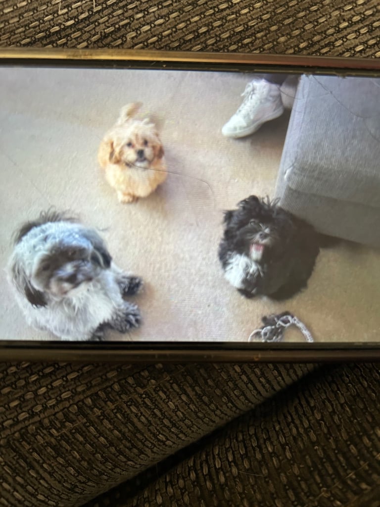 Hyproallergenic Shih-poo Girl