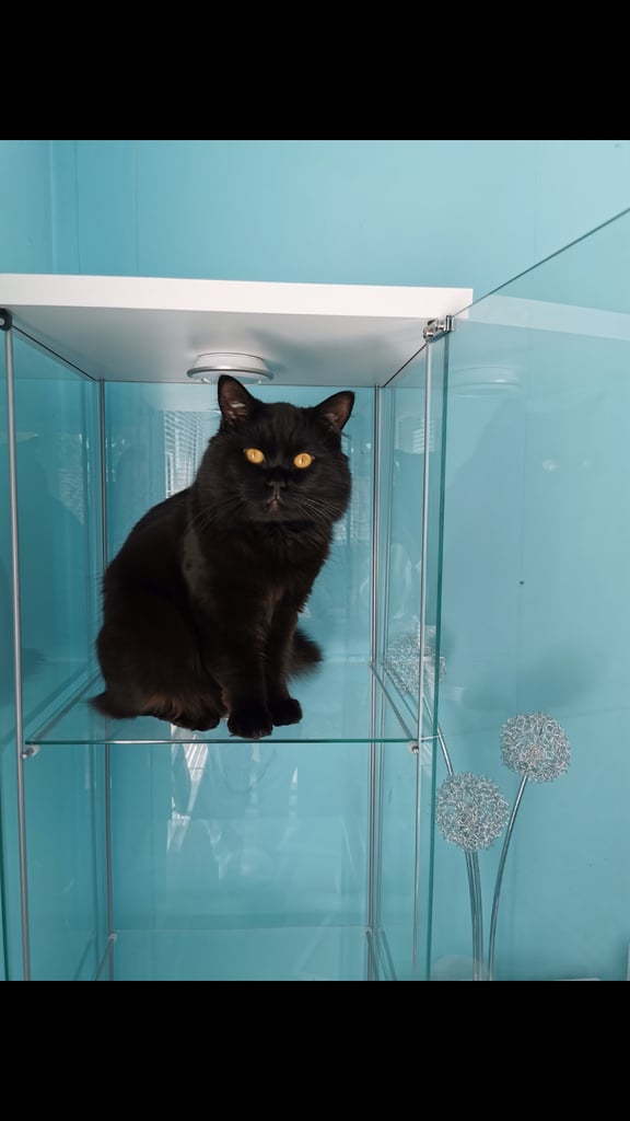 6 year old male cat needs a new home