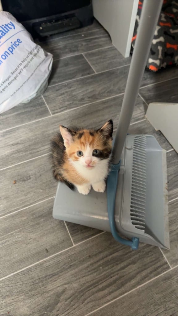 Adorable kittens for sale