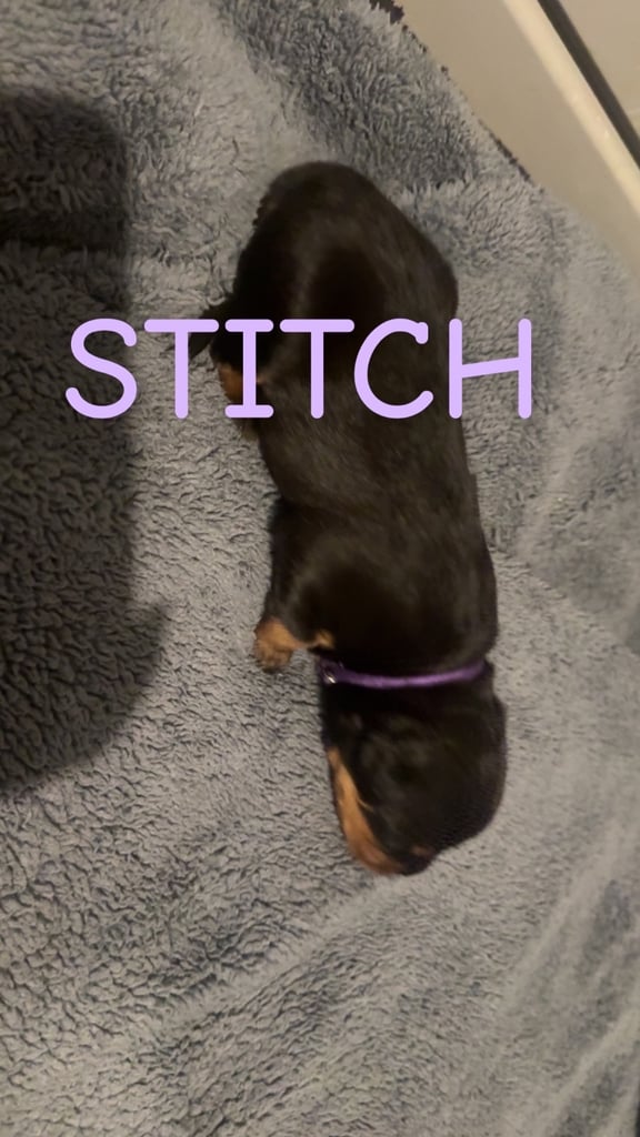 Rottweiler pups 