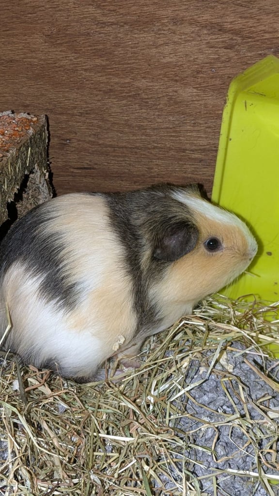 image for Male guinea pig