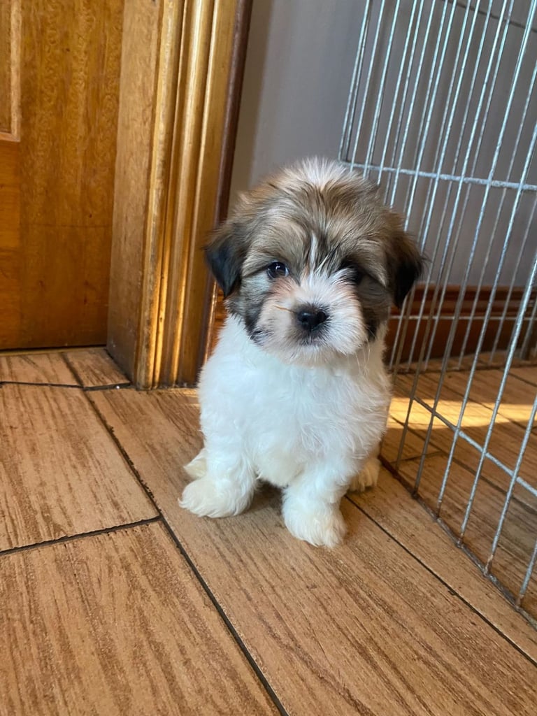Lhasa apso pups 