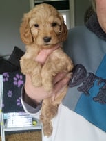 Beautiful F1 golden cockapoo puppy. Last one left. READY NOW 
