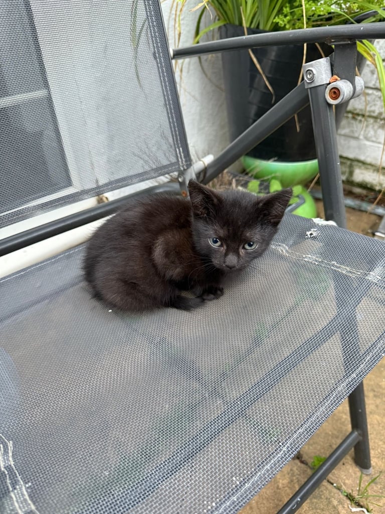 Black 2 Month Old Kitten For Sale