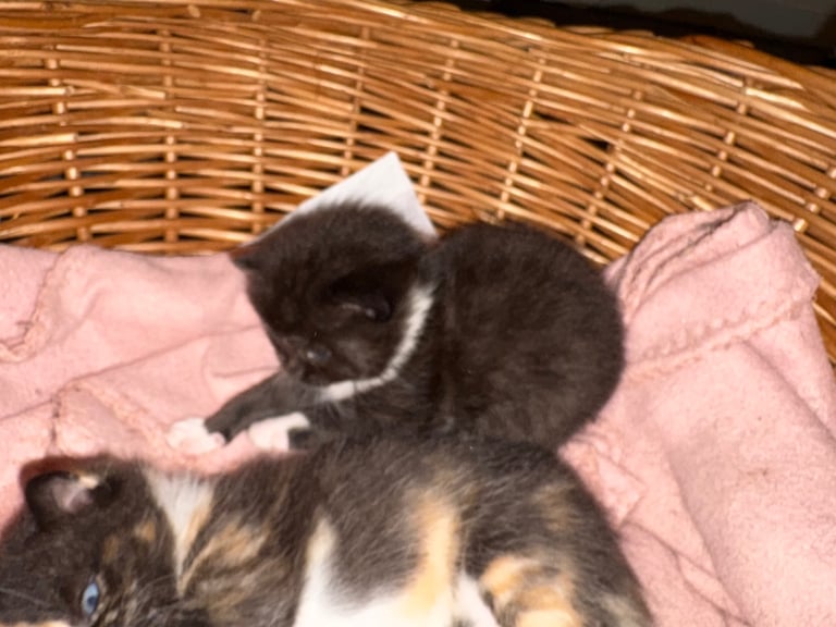 Half BSH kittens ( only black left )