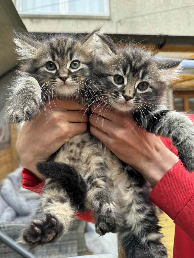 1 Male and 1 Female Long-Haired Tabby Kittens