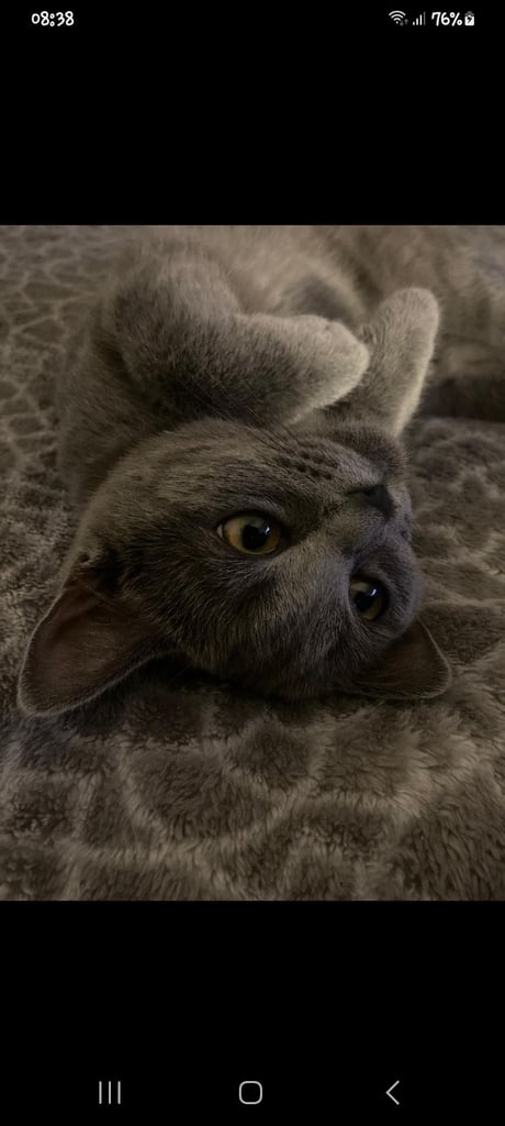 British short hair female 1 yrst old 