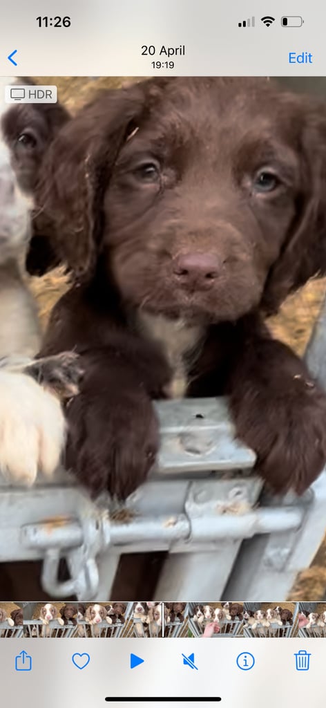 English Cocker spaniel puppies 