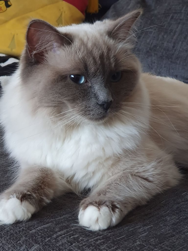 Pedigree ragdoll girls needs new home