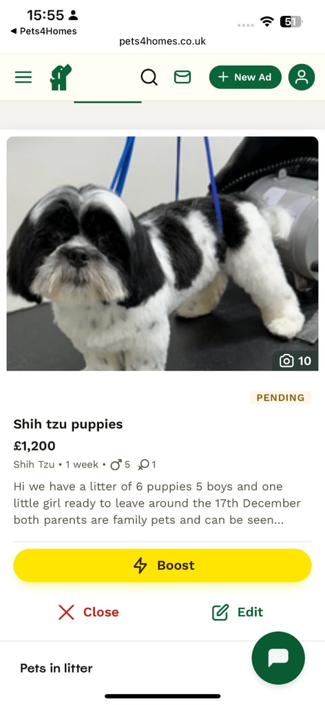 Shih tzu puppies 