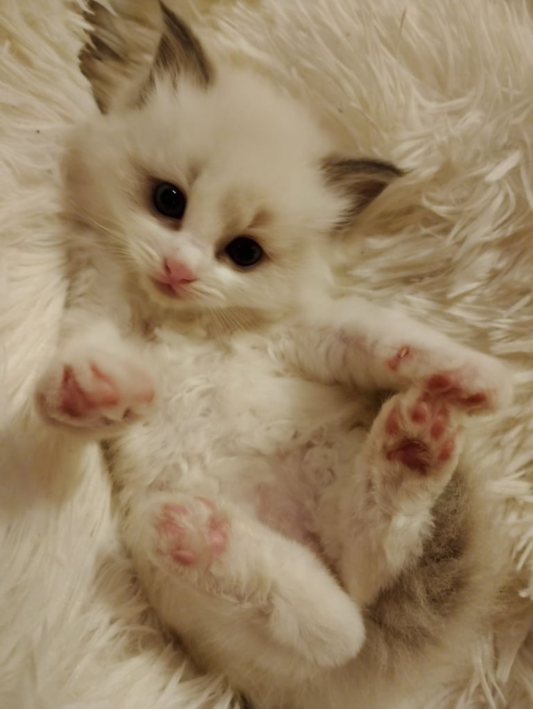image for Ragdoll  kittens