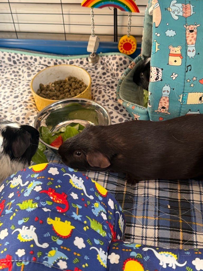image for Male guinea pig 