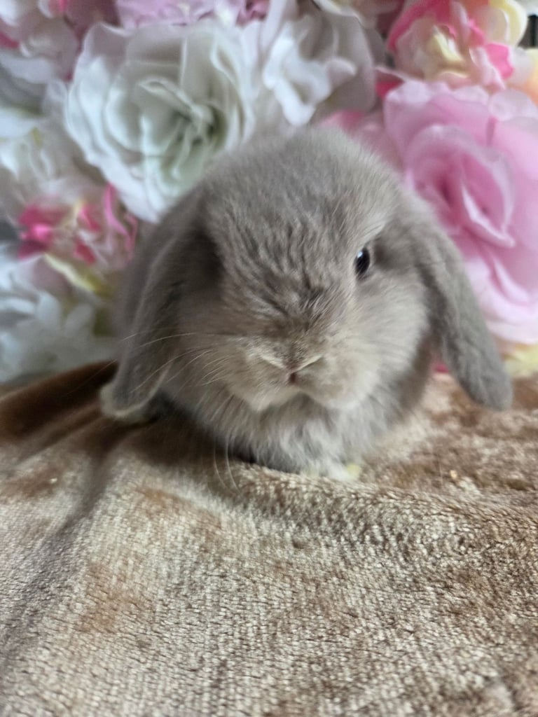Female mini lops available 