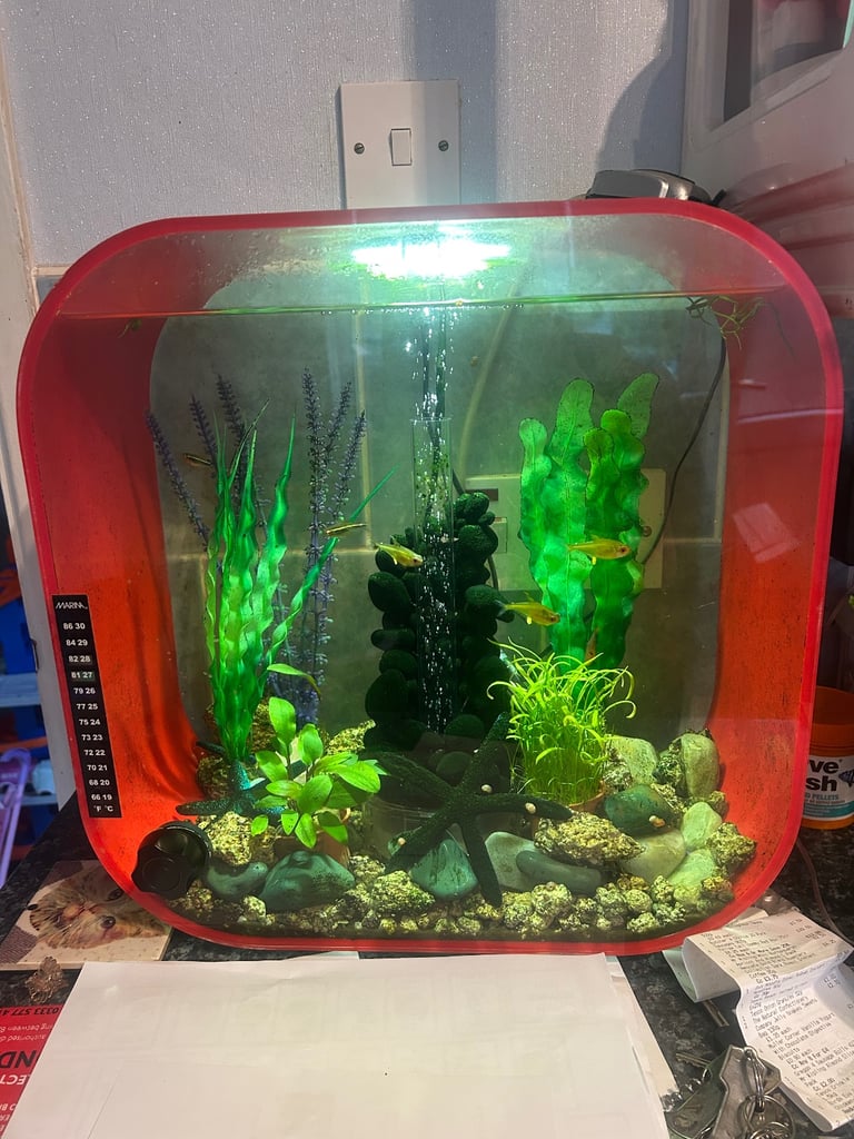 Biorb fish tank 30 litre with tetra fish 