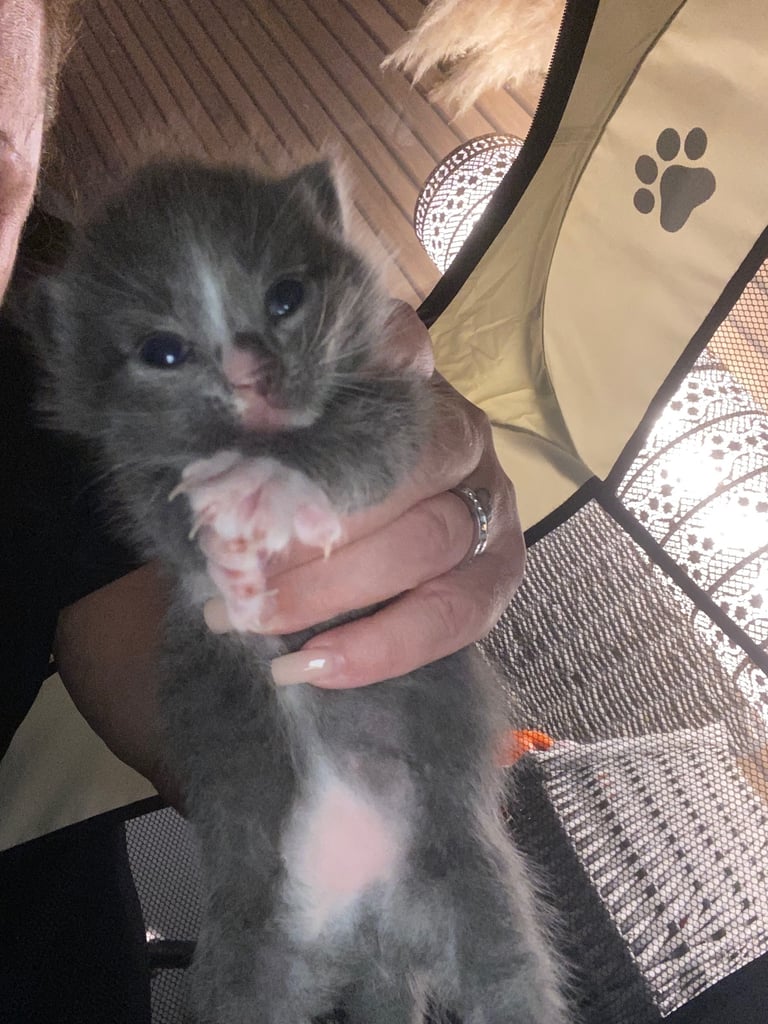Beautiful male grey kitten 