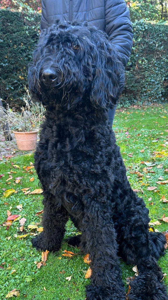 Bruno.Wonderful 1 year old Bermedoodle  Seeks New Bestie