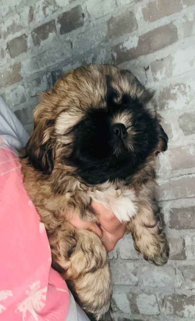 Shihtzu 