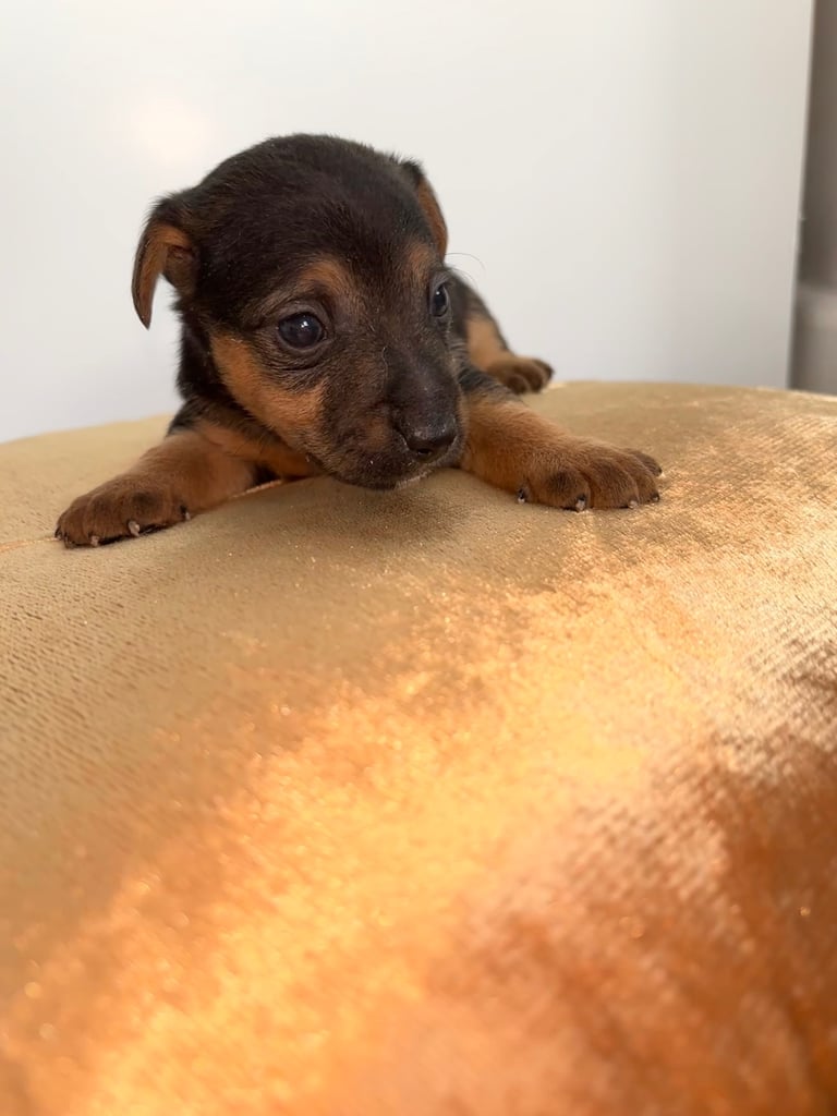 Two gorgeous Jack Russell puppies left