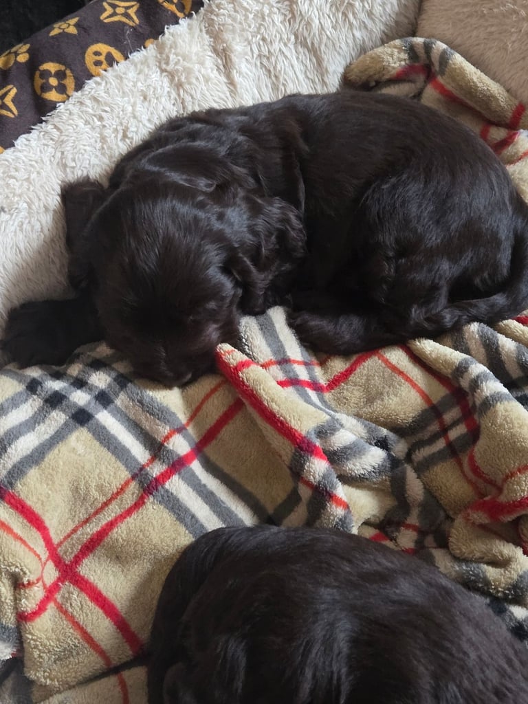 Puppy available now. Chocolate show  type cocker spaniel female. AMAZING PUP