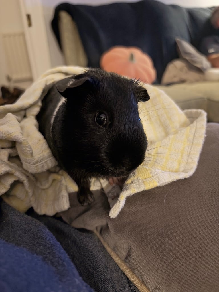 image for Guinea pig for sale 
