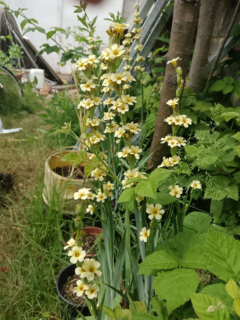 image for Pale yellow-eyed-grass