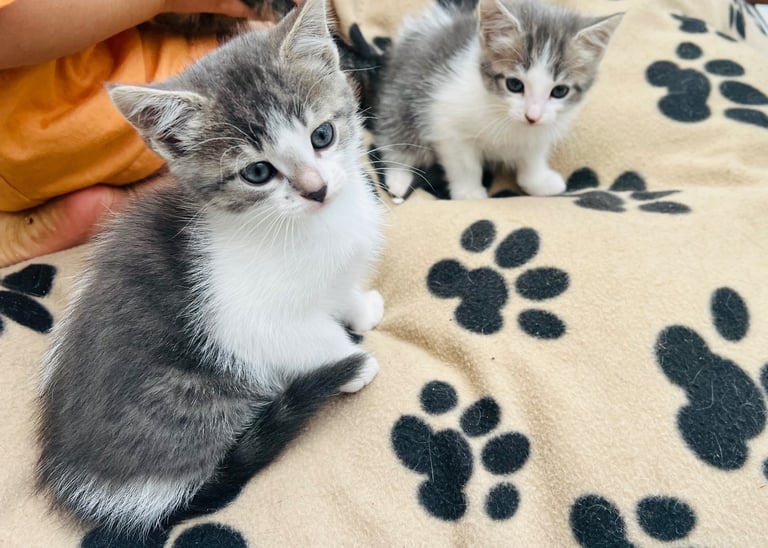 Kittens ready now 