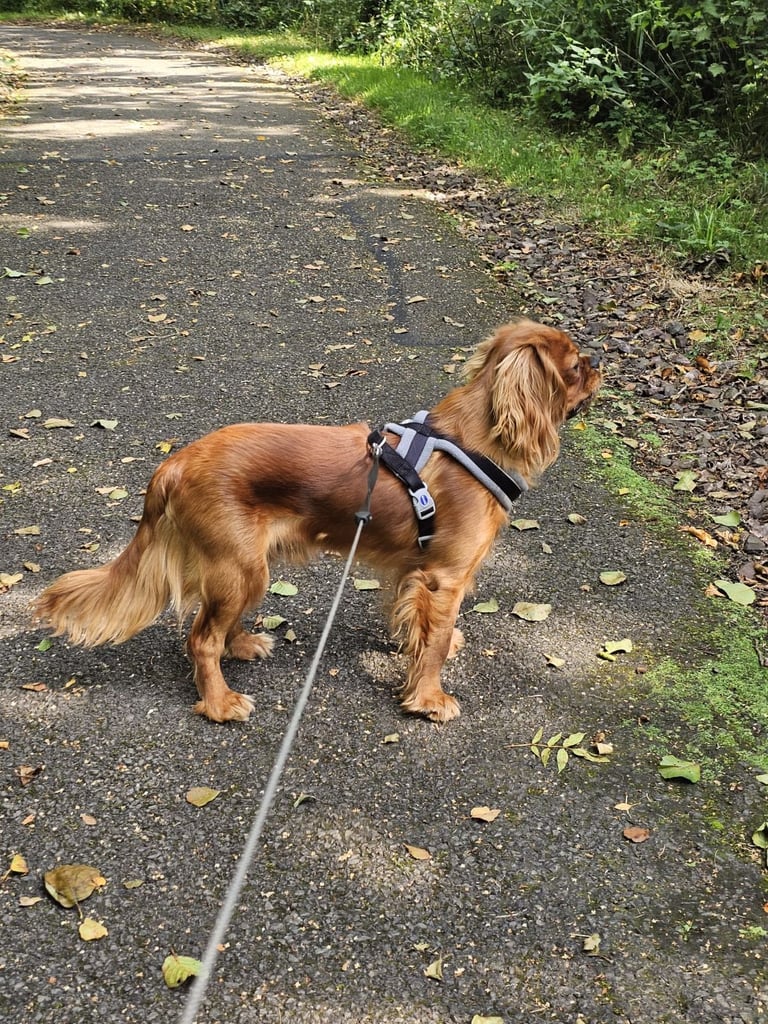 Cavalier king Charles spaniel Pups Reserve