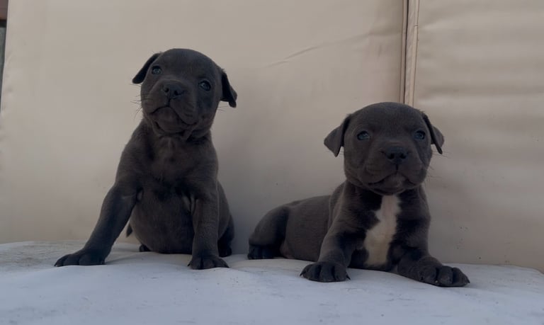 blue staffy puppies