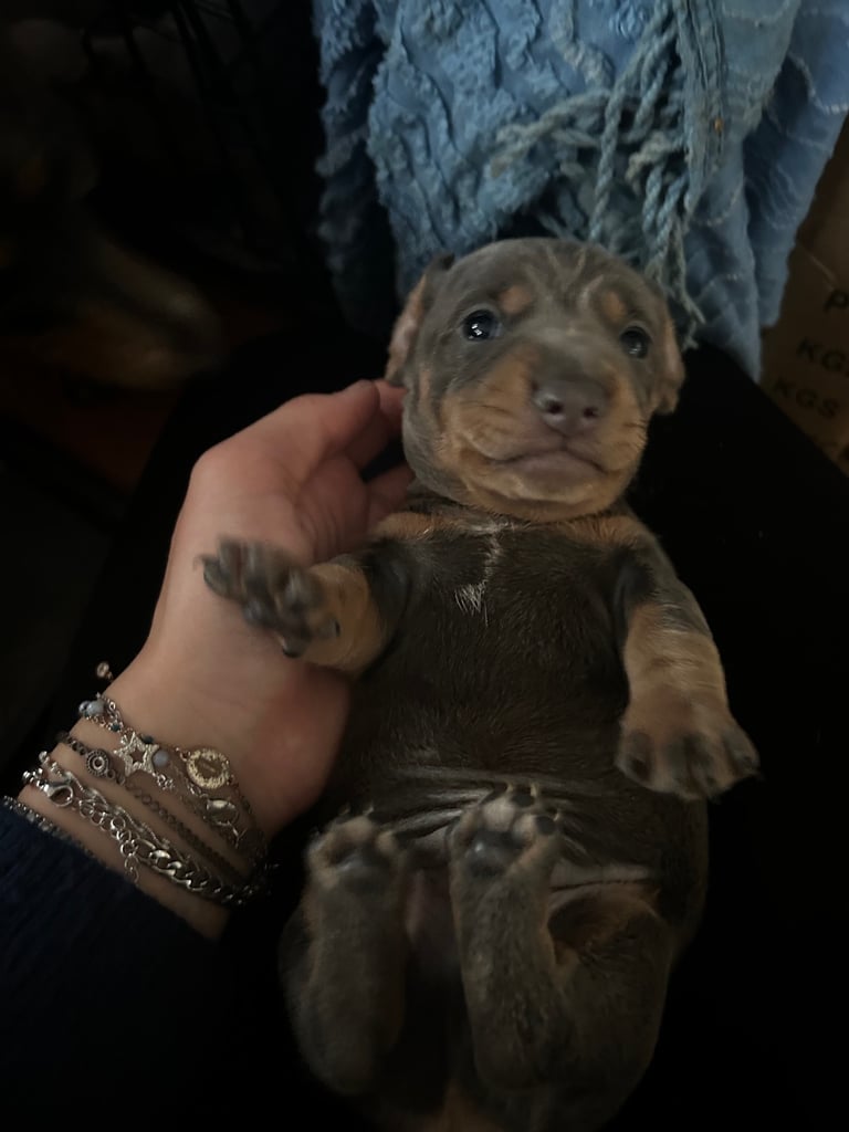 Beautiful Miniature Dachshund Puppies