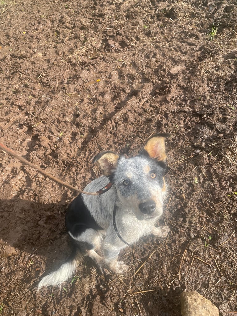 Border collie for sale 