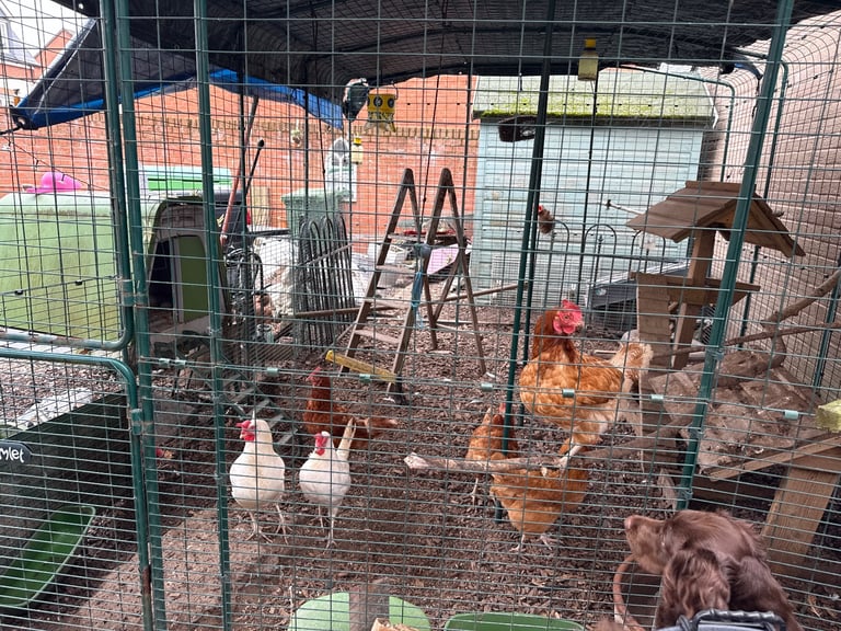 Chickens and Coops for sale 