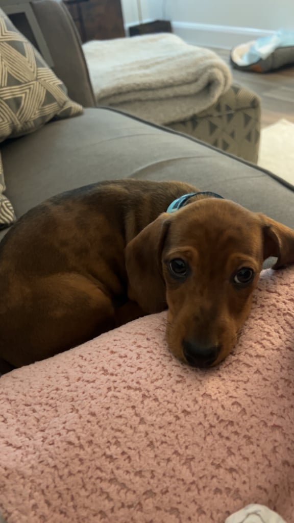 Miniature dachshund male puppy 