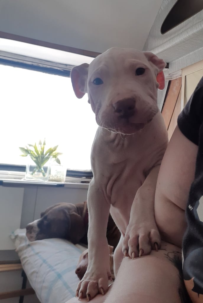 Presa cross puppies looking for homes 