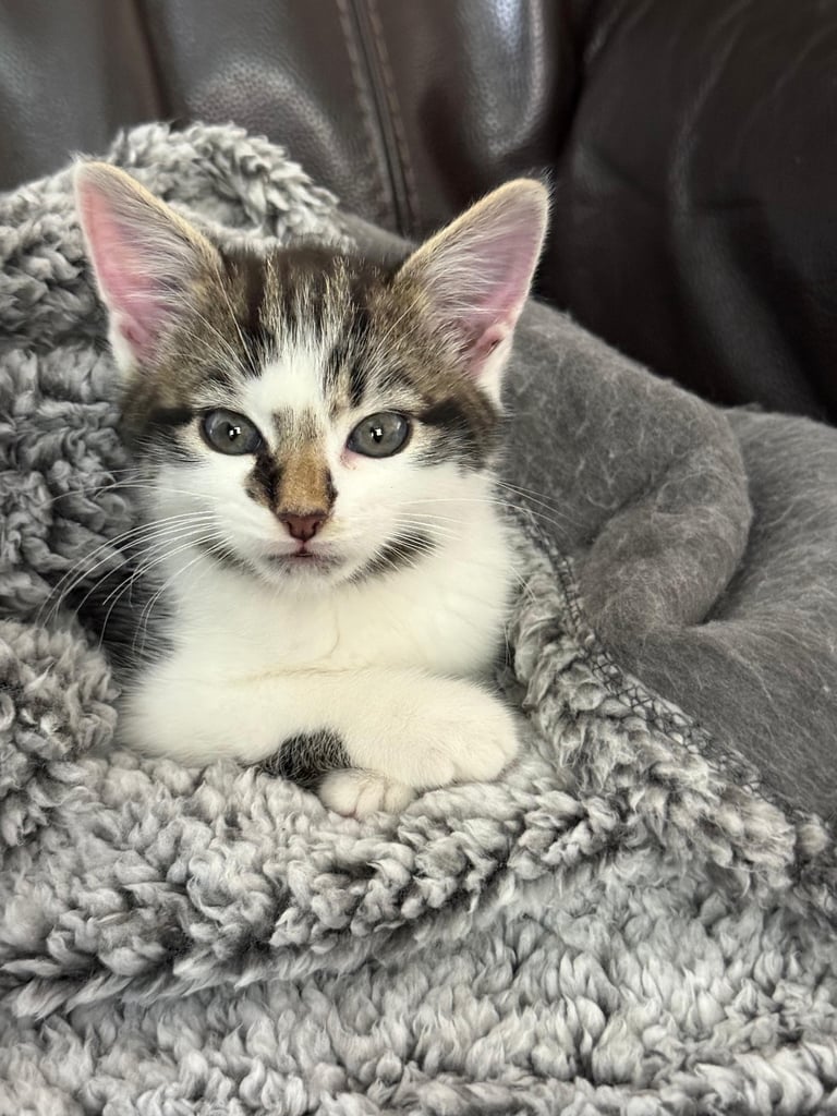 Cute 8 week old kitten