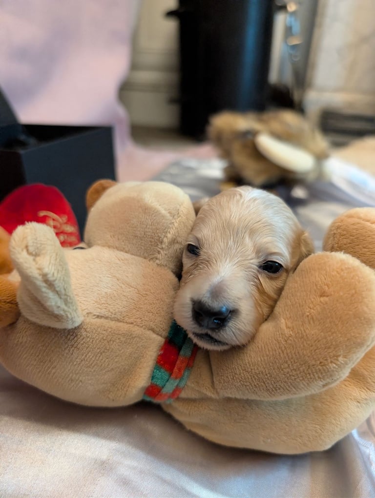  Hi, I’m a long-haired Mini pup! 💕 Rare creams & black & tans — will you be my new mummy or daddy?