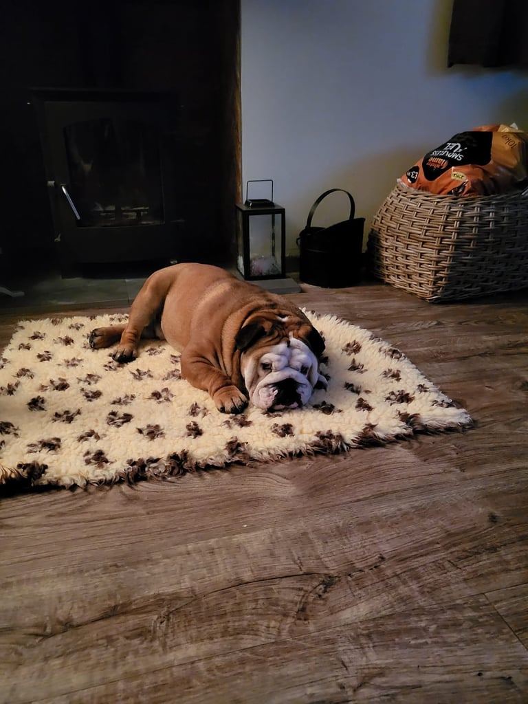 British bulldog puppies 