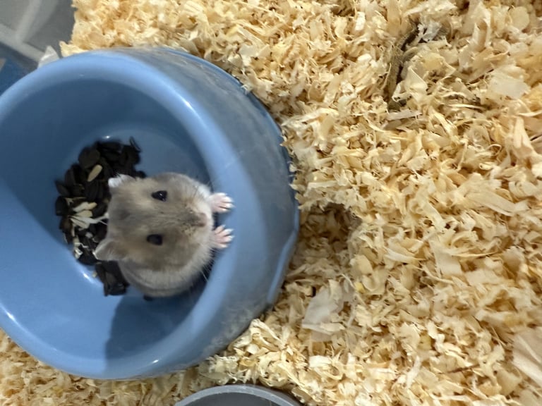 Russian dwarf hamster 