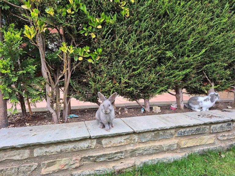 ​Pair of Adorable 14-Week-Old Rabbits with Luxury Hatched® Noah's Ark Hutch - Full Set-Up!