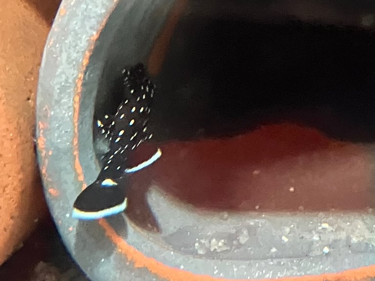 image for L pleco , guppies 