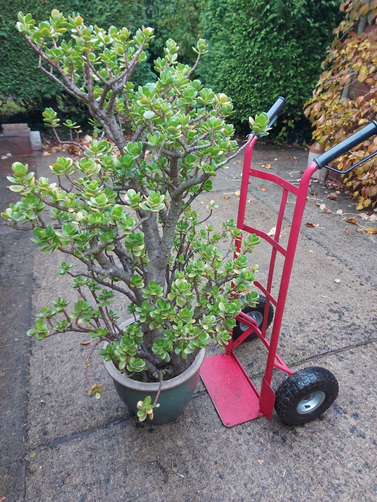 Jade (Money tree) house plant