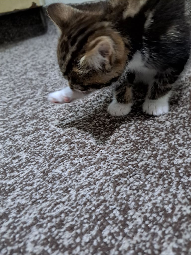 7 weeks old male kitten potty trained treated for worms and fleas