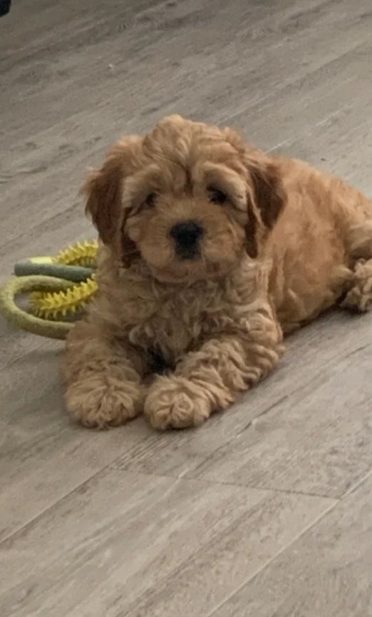 Cockapoo puppy 